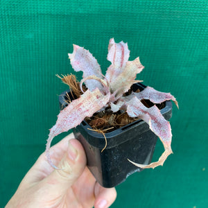 Cryptanthus - Primrose