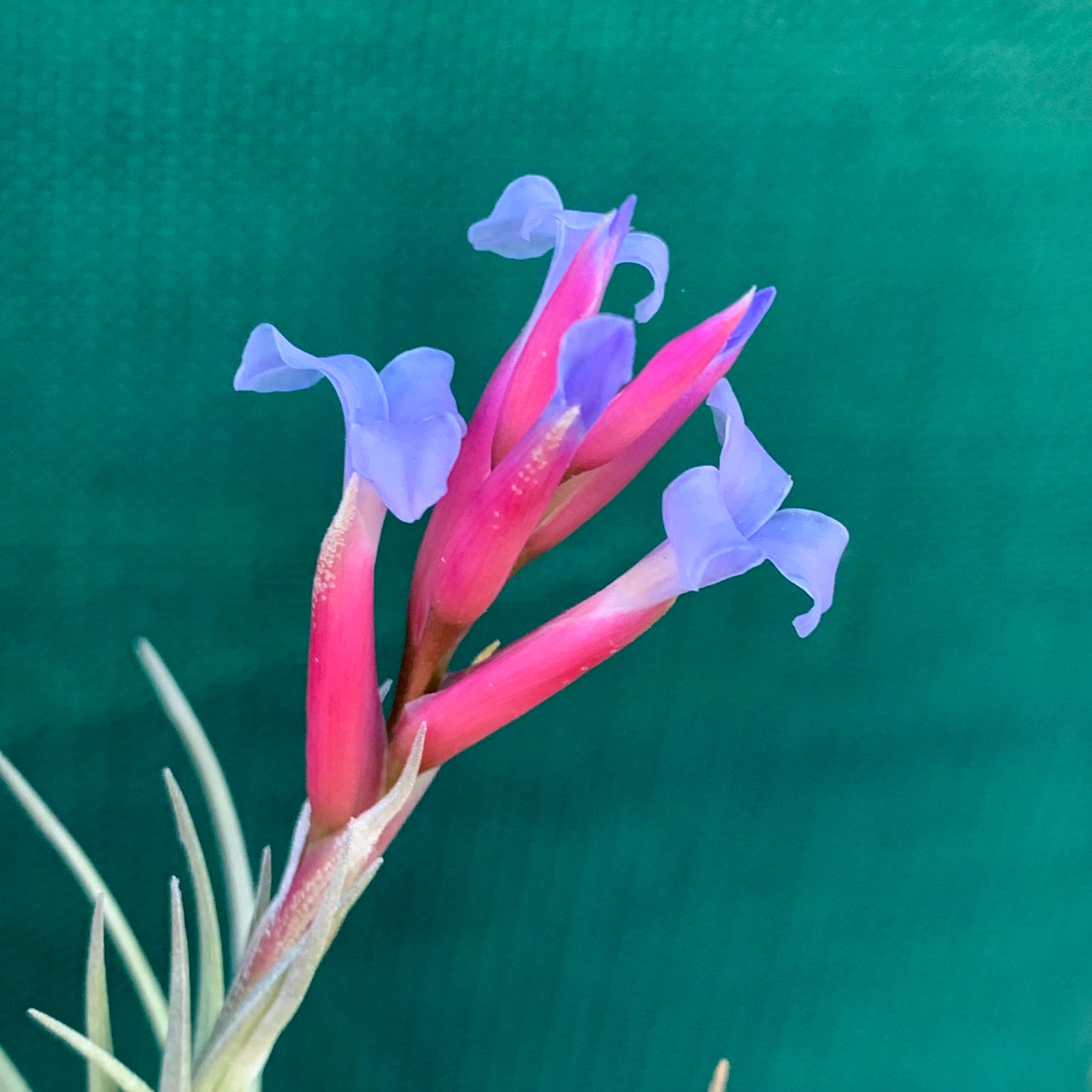 Tillandsia - tenuifolia 'Arturo Isley' ex. JO