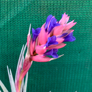 Tillandsia - Purple Gem