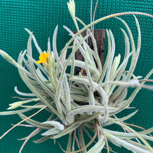 Tillandsia - Copper Penny X Crocata (Fragrant)