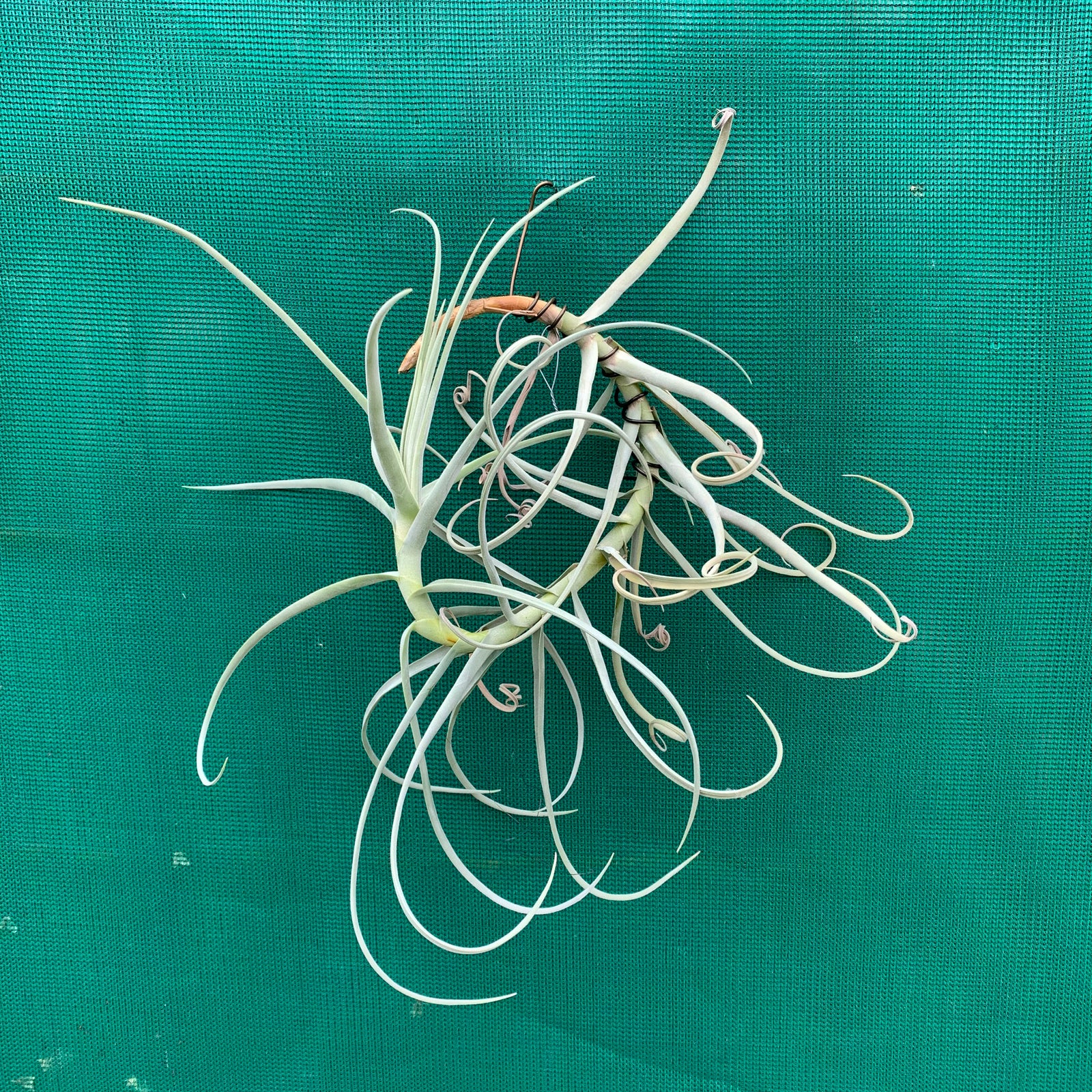 Tillandsia - duratii v. Saxatilas (Fragrant)