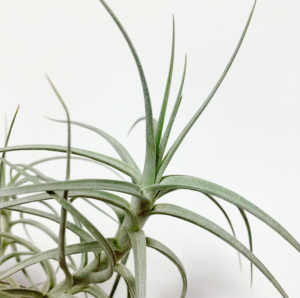 Tillandsia - Sweet Isabel