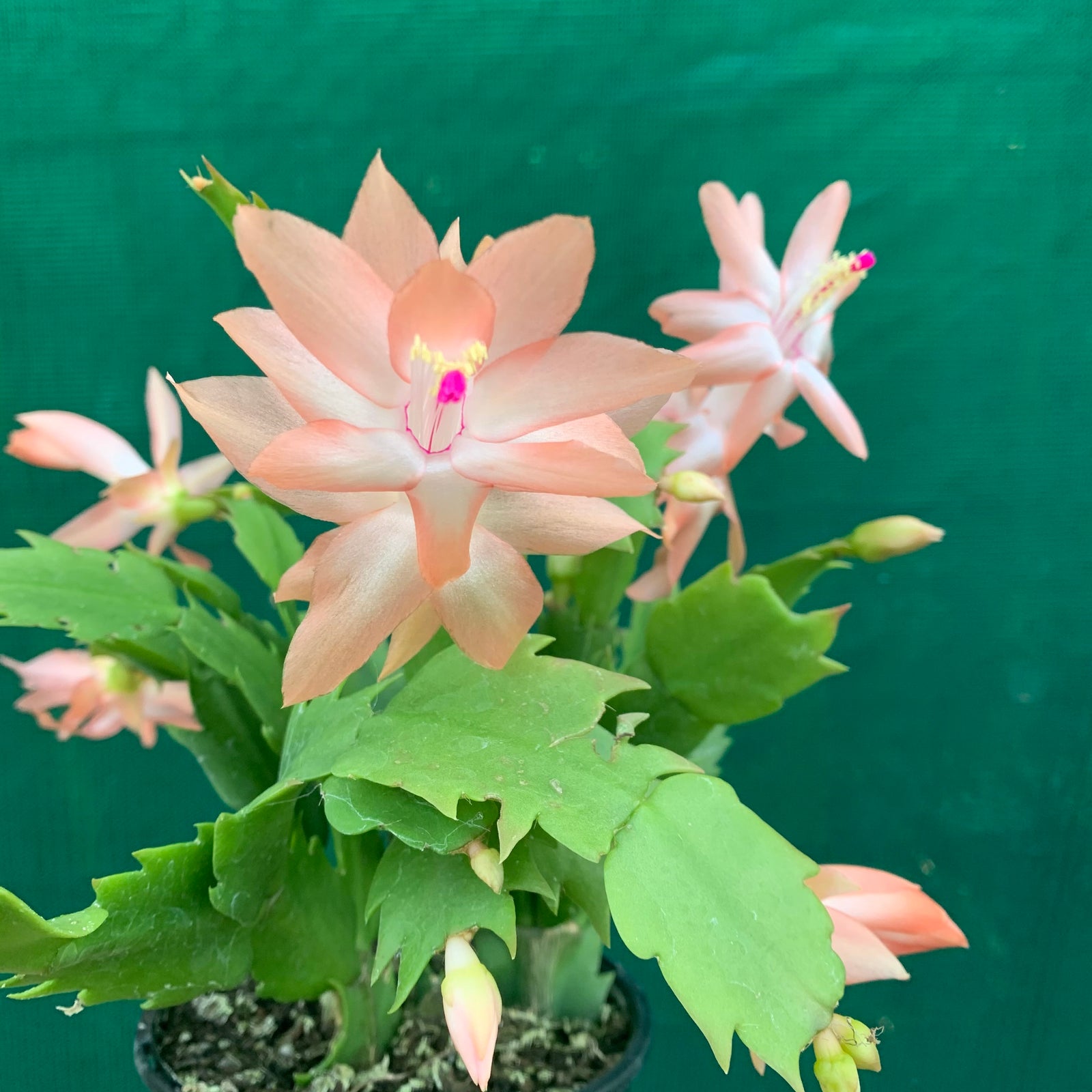 Zygocactus Christmas Delight