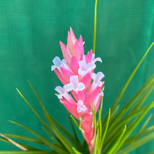 Tillandsia - Repton ex. PT