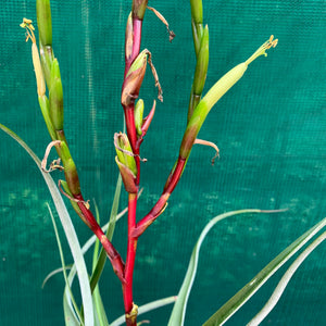 Tillandsia - limbata ex. SN NEW