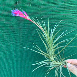 Tillandsia - tenuifolia ‘Giant’ ex. CC