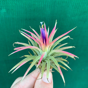 Tillandsia - Ionantha ‘Renate’ (Variegated)