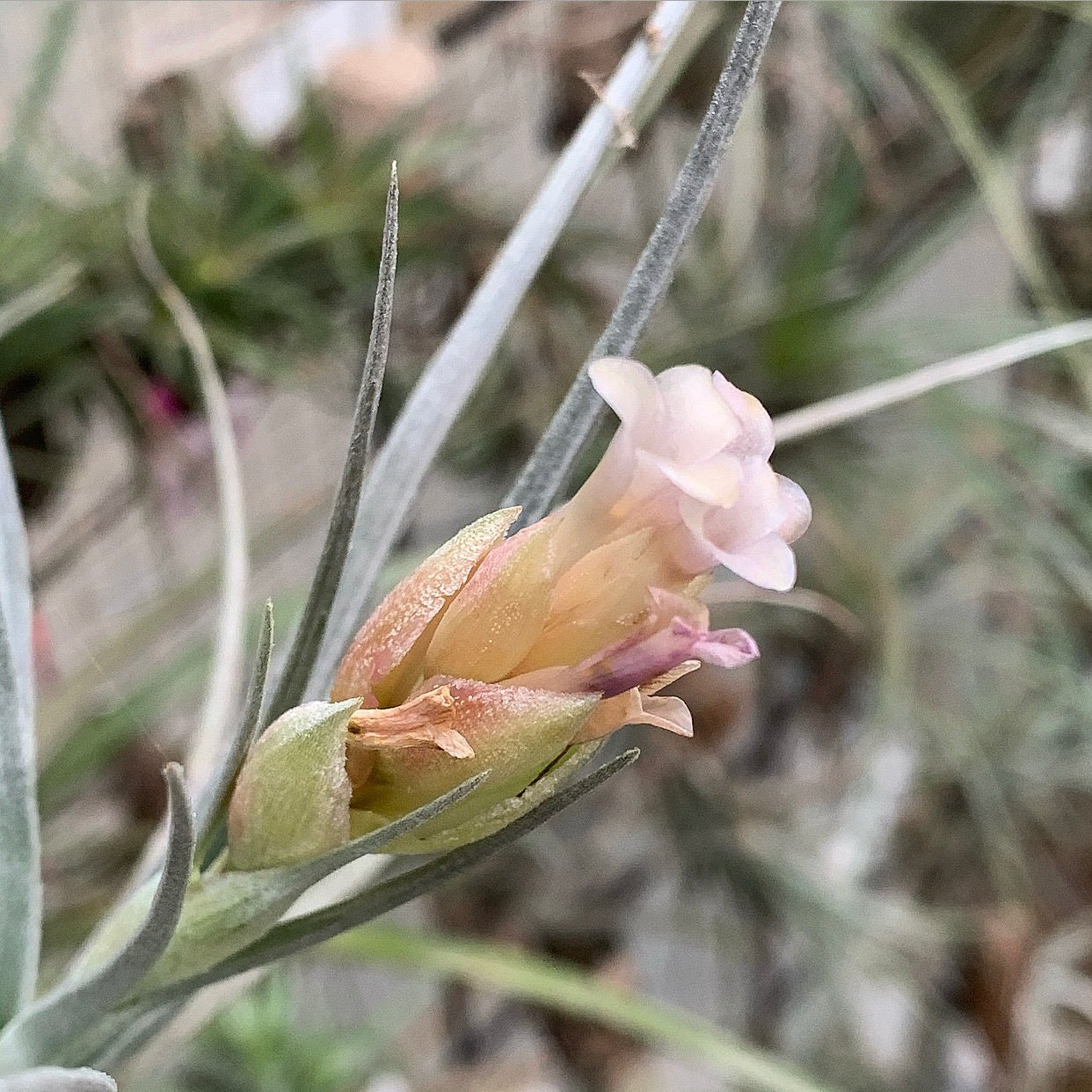 Tillandsia - Poor Ixy ex. CC