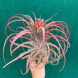 Tillandsia - Eric The Red