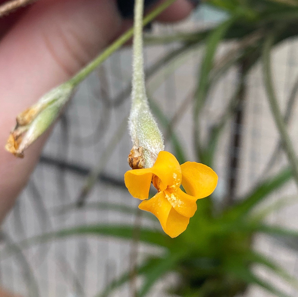 Tillandsia - Copper Penny x crocata ‘Orange’ (Fragrant)