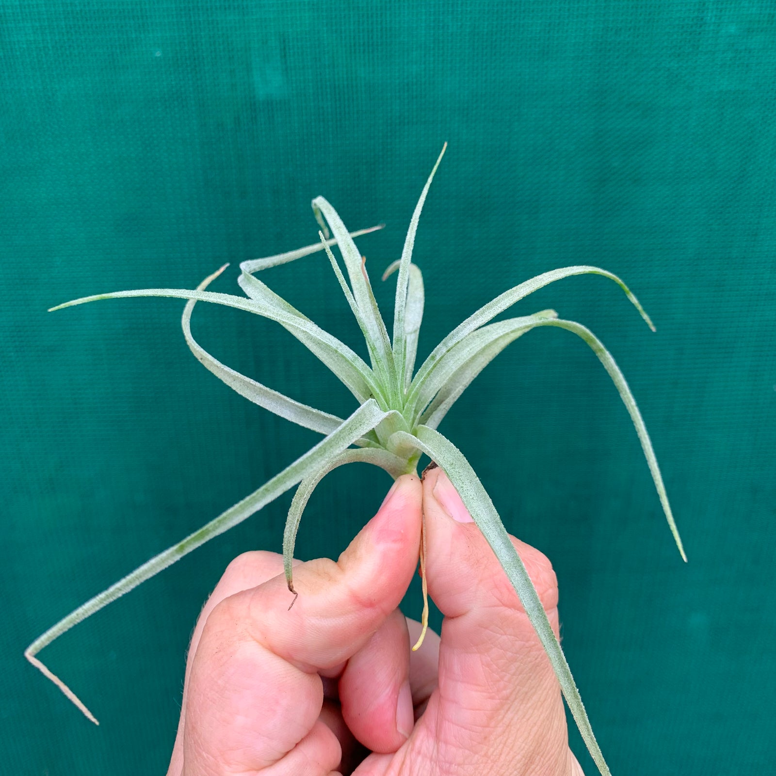 Tillandsia - pohliana ex. Gruber