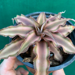 Cryptanthus - Bivittatus