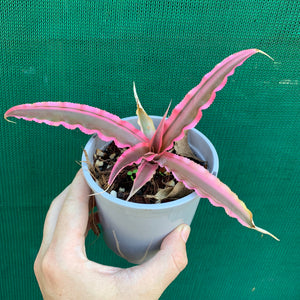 Cryptanthus - It