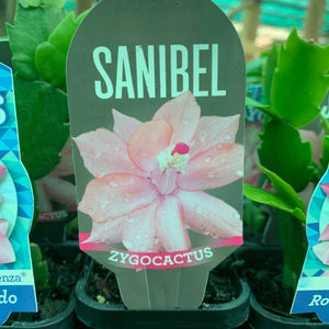Zygocactus Sanibel