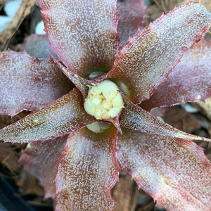 Cryptanthus - Rosebud