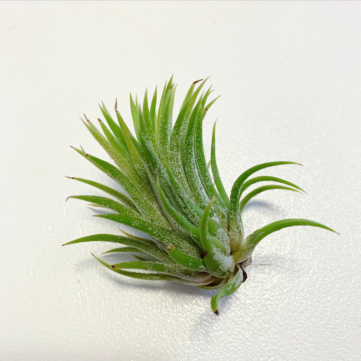 mexican air plants Tillandsia - ionantha 'Mexico'