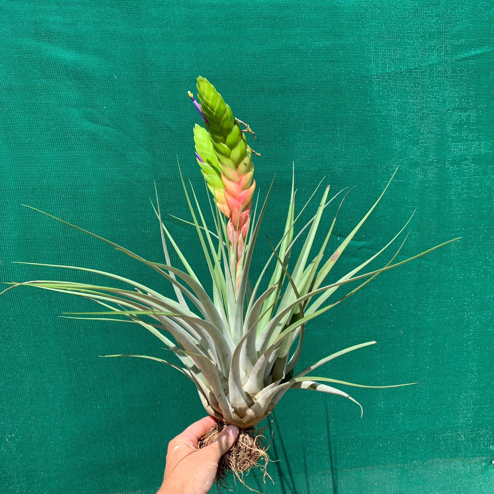 Tillandsia - jaliscomonticola - Air Plant Decor