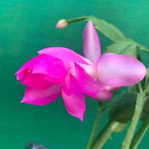 Zygocactus Rosa