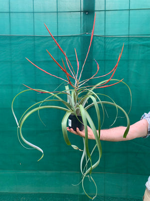 Tillandsia - Flabellata ‘Giant Red’ ex. PT