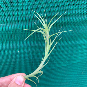 Tillandsia - Chartacea