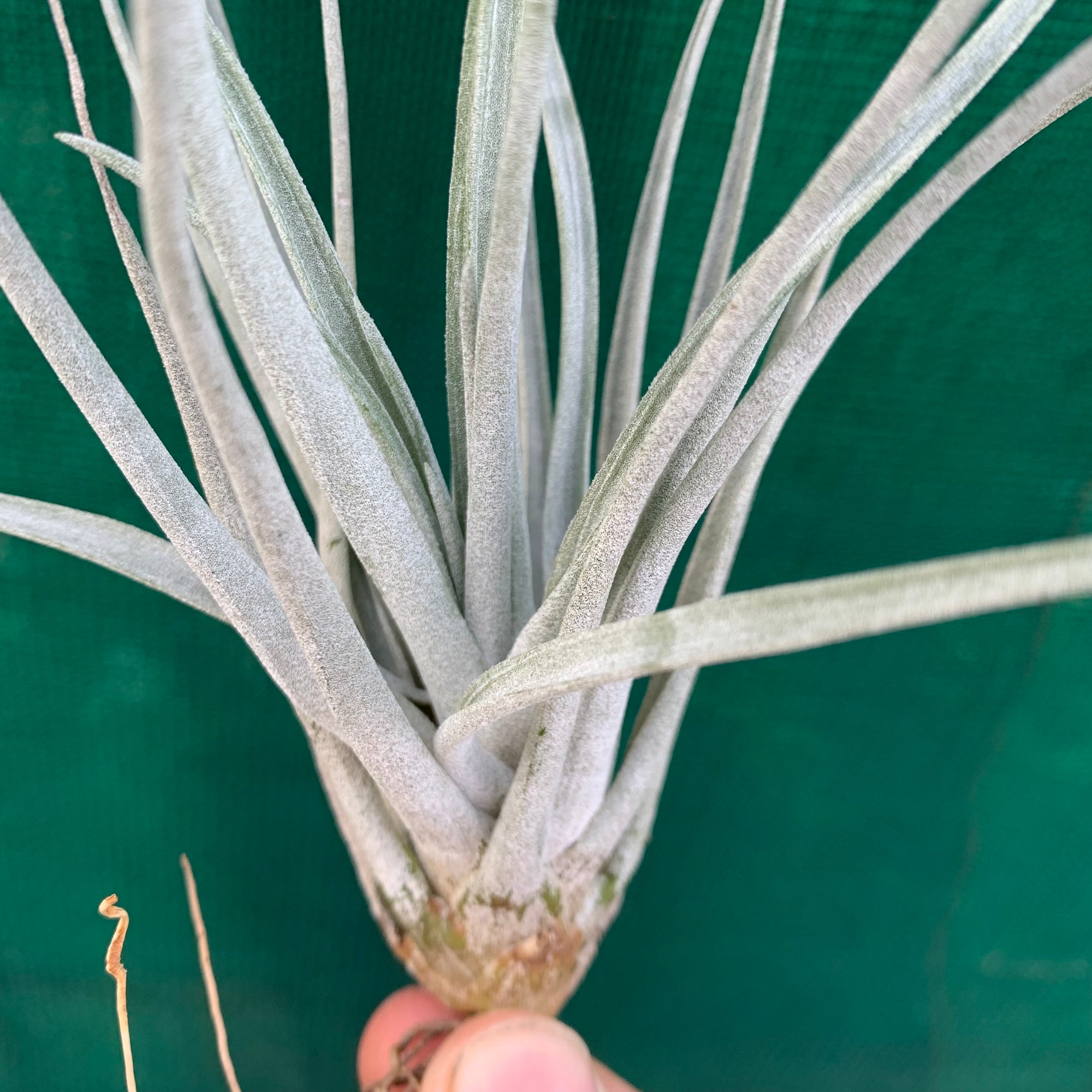 Tillandsia - utriculata