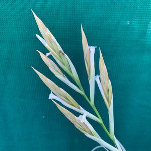 Tillandsia - lorentziana