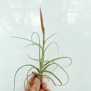 Tillandsia - Cumi-Cumi