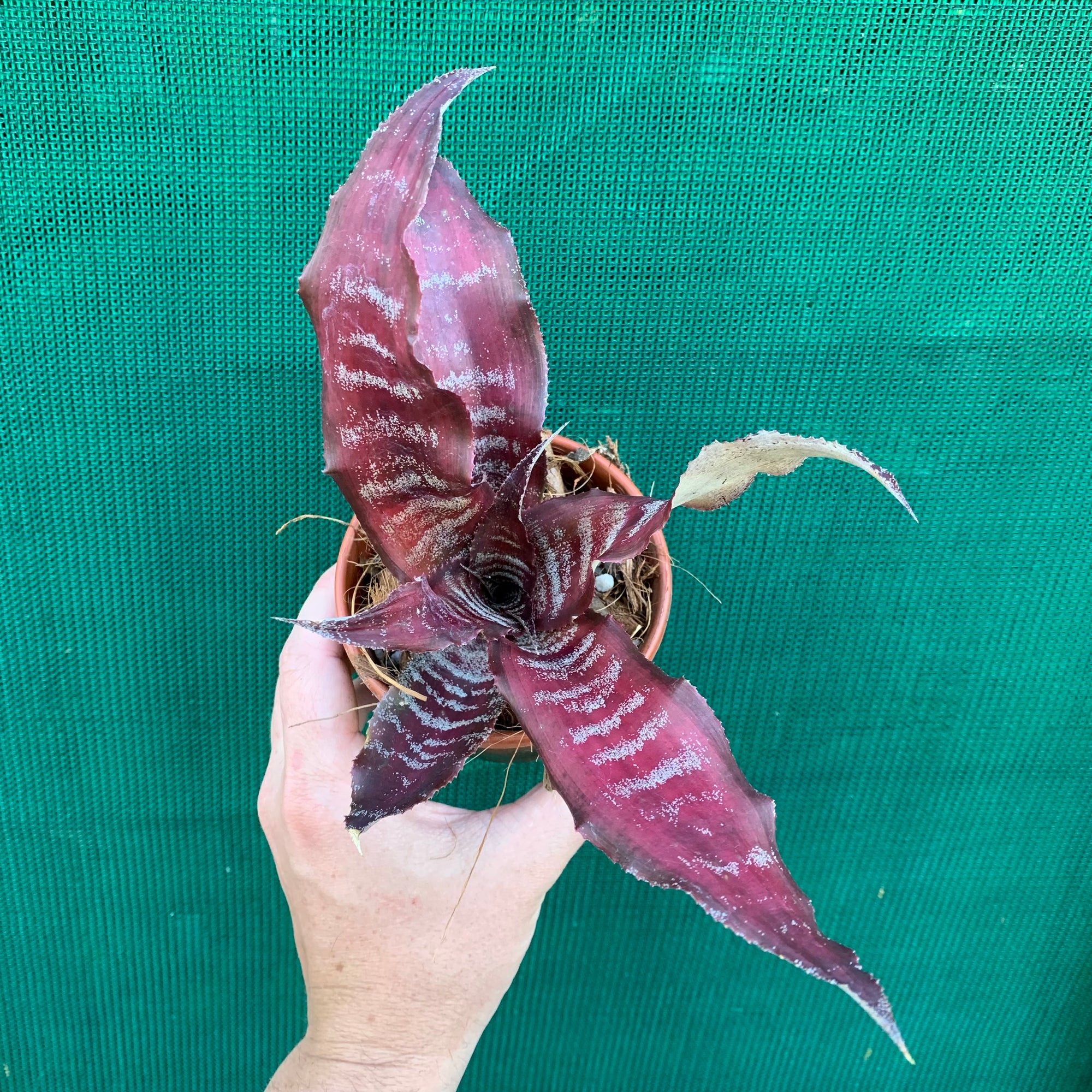 Cryptanthus - Crazy Moon
