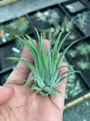 Tillandsia - ionantha 'Bravo'