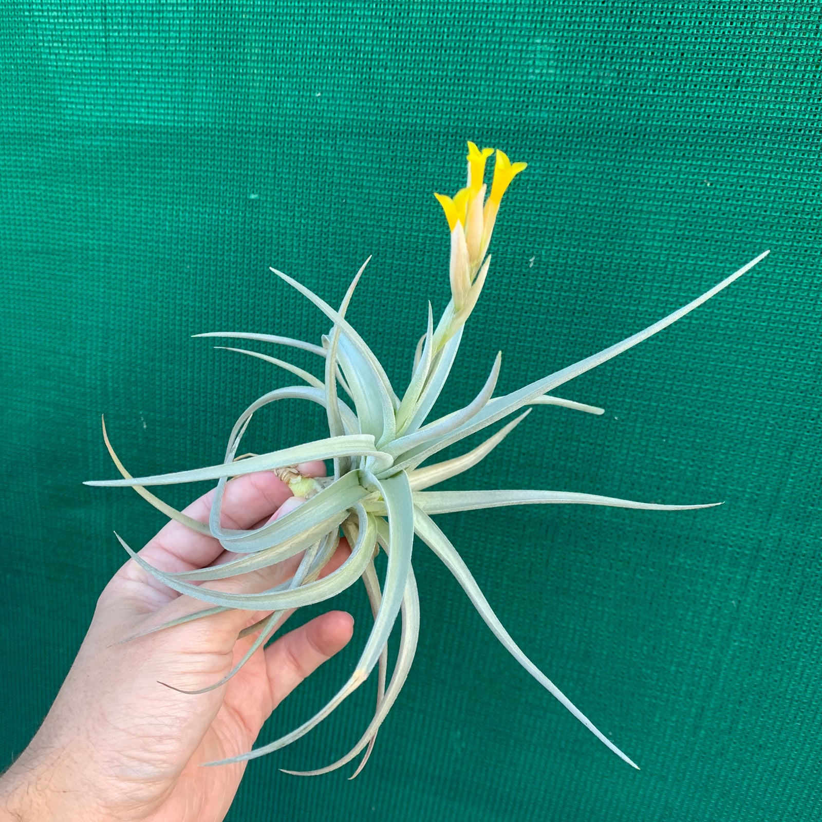 Tillandsia - ixioides