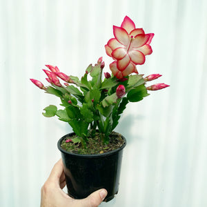 Zygocactus Samba