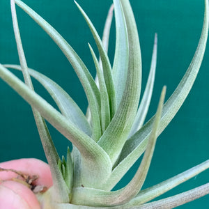 Tillandsia - Polzii ex. PT