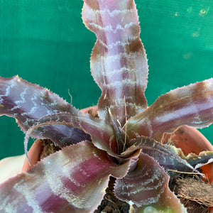 Cryptanthus - San Juan