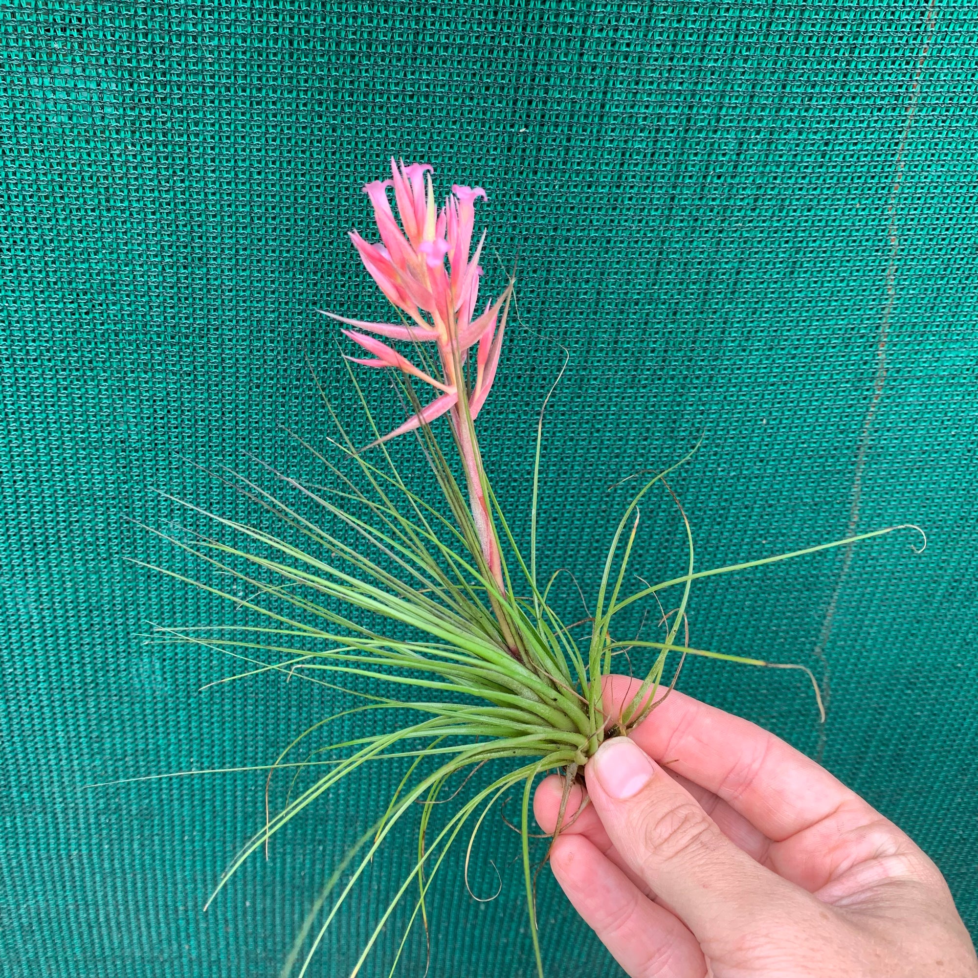 Tillandsia - globosa