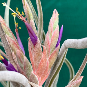 Tillandsia - Ty