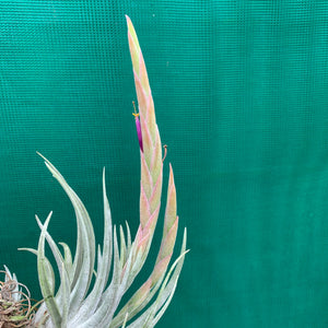 Tillandsia - mitlaensis (Wholesale)