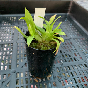 Orchid - Miltonidium ‘Bartley Schwarz Highland’