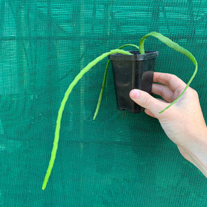 Lepismium bolivianum White R68
