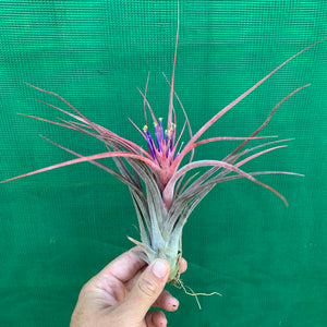 Tillandsia - Success Story ex. RFI