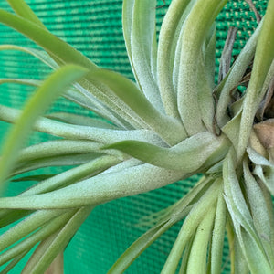 Tillandsia - geminiflora x globosa ex PT