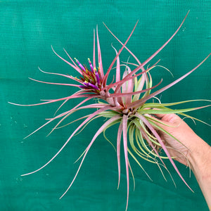 Tillandsia - Sparkler ex. NR