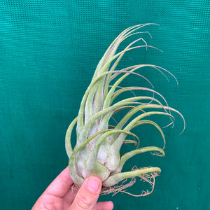Tillandsia - seleriana ex. OM