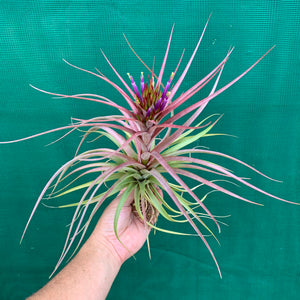 Tillandsia - Sparkler ex. NR