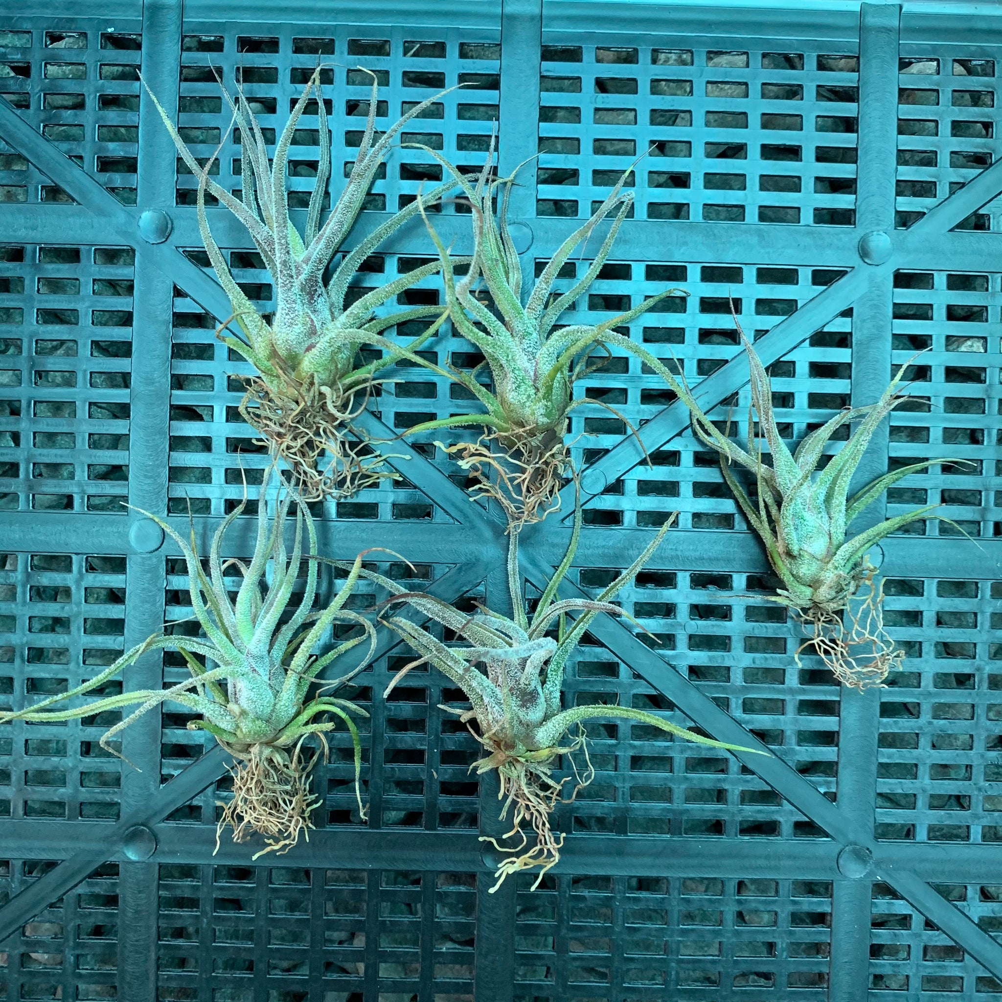 pruinosa air plant Tillandsia - pruinosa