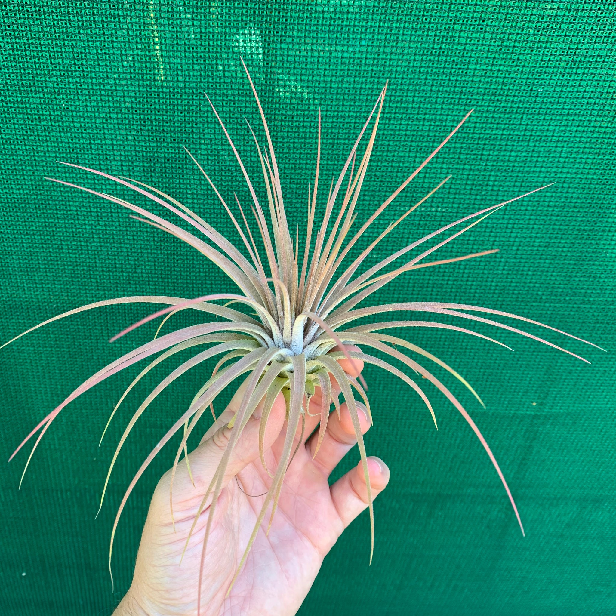 magnusiana air plant Tillandsia - Magic Blush ex. PT