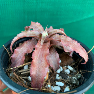 Cryptanthus - Rosebud