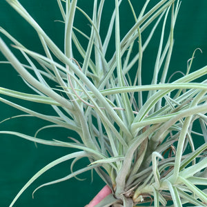 Tillandsia - Arhiza ex. UWE