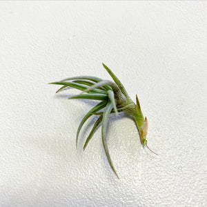 Tillandsia - Cocoensis