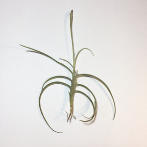 Tillandsia - recurvata