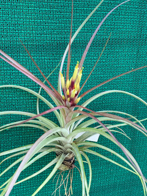 Tillandsia - brachycaulos x schiedeana